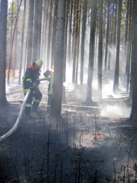 Waldbrand Forst