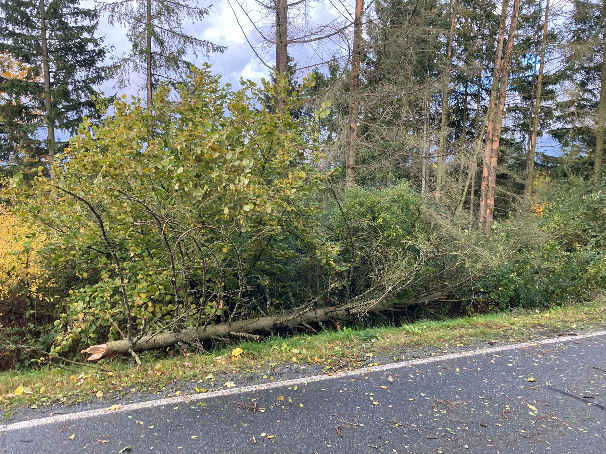 Sturmschäden, Baum auf Fahrbahn, HO 13